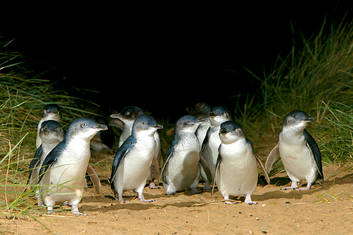 Little Penguins arriving in the nightly Penguin Parade