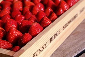 Sunny Ridge Strawberries in a box