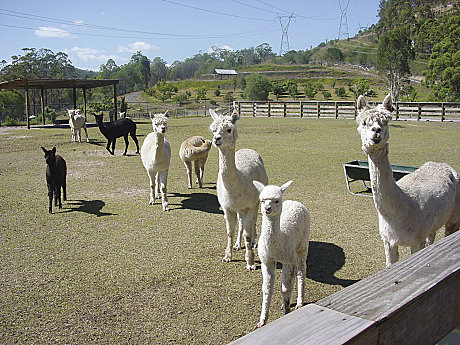 JPT visits the Alpaca Farm - cute hey?