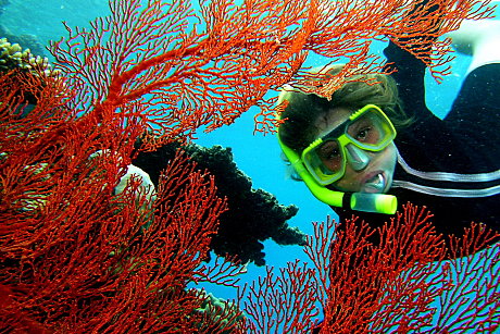 Snorkelling around Soft Corals at Moore reef near Cairns