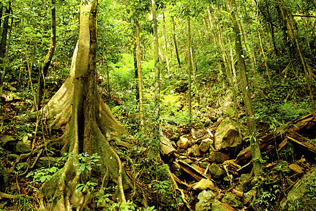 World Heritage Rainforest