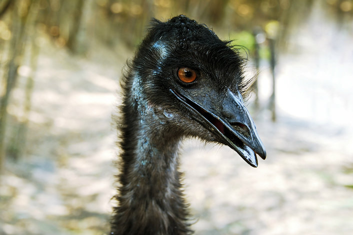 Hand-feed an emu - if you dare!