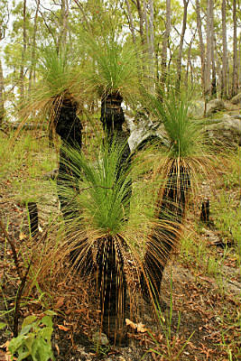 Grass tree in the Savannah country