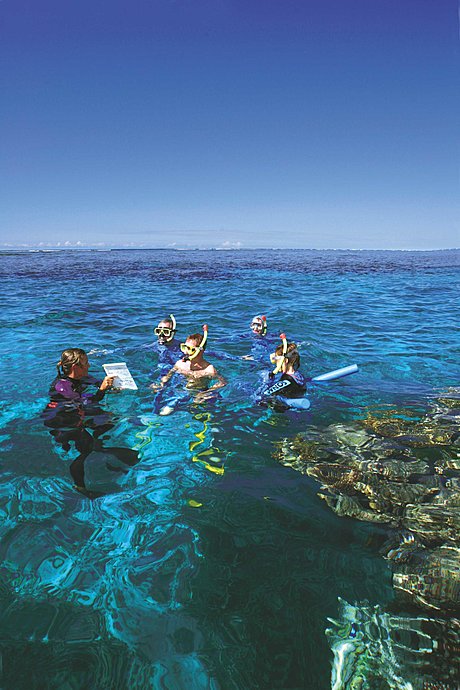 Marine biologist guided snorkel tour