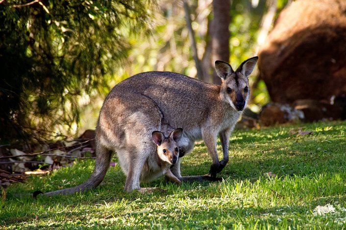 Kangaroos