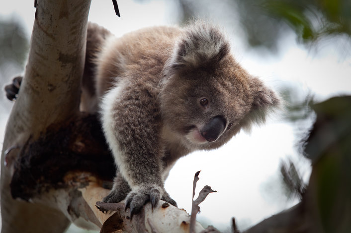 View koalas at Moonlit Sanctuary