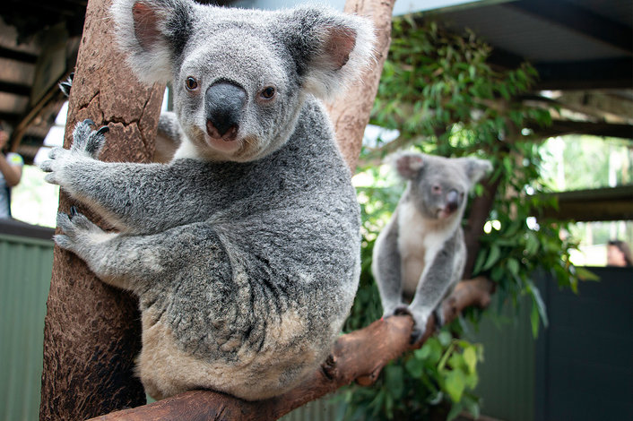 Koala wildlife park - Rainforestation 