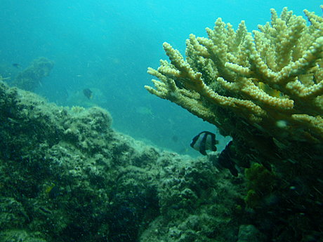 SCUBA Dive with Adventure Moreton Island