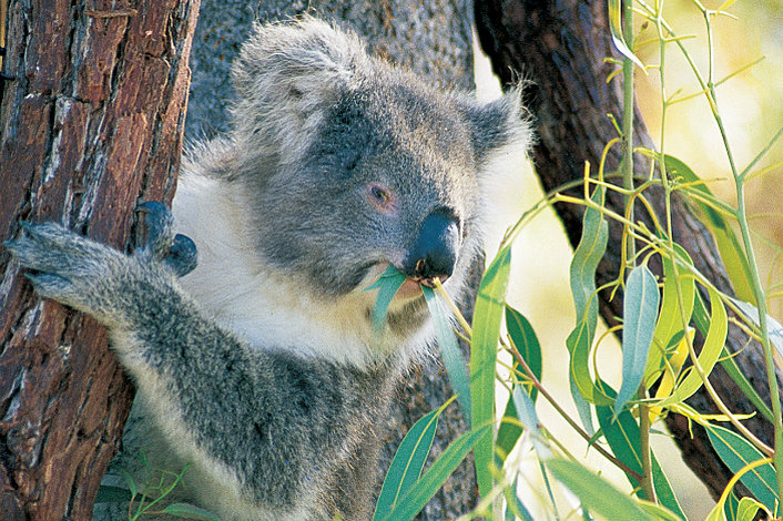 See Koalas at Yanchep