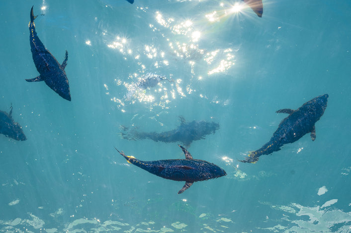 Southern Bluefin Tuna