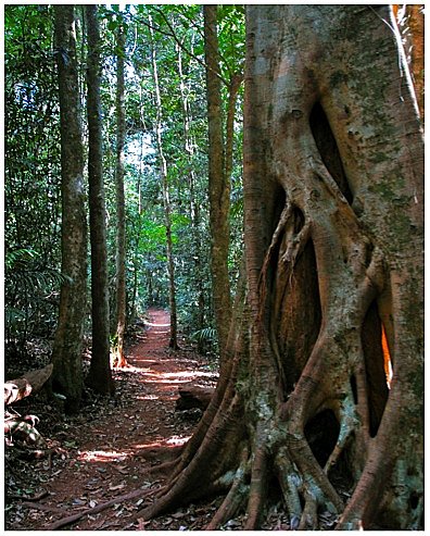 Rainforest Walk option 