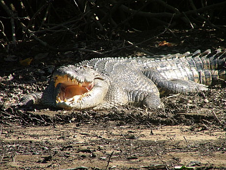 Daintree River Croc
